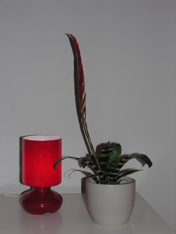 Apartament Amaryllis Cracovie Extérieur photo